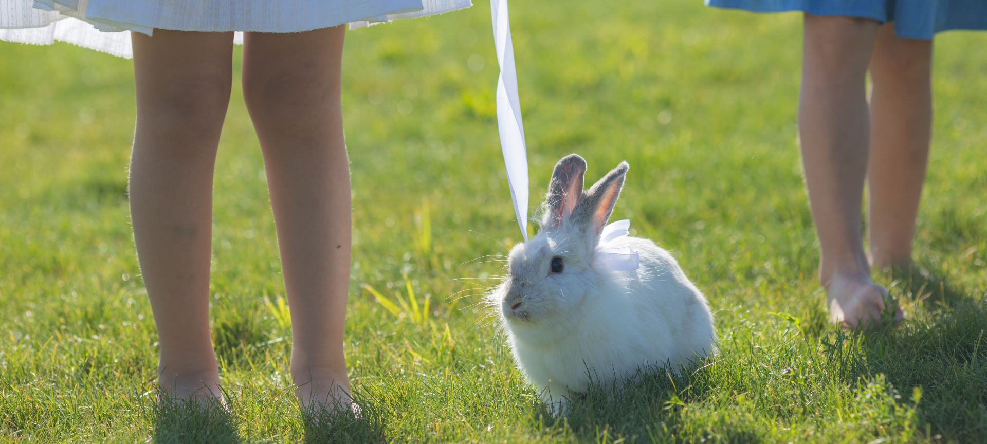 A Person Holding A String To A Rabbit In A Grassy Area